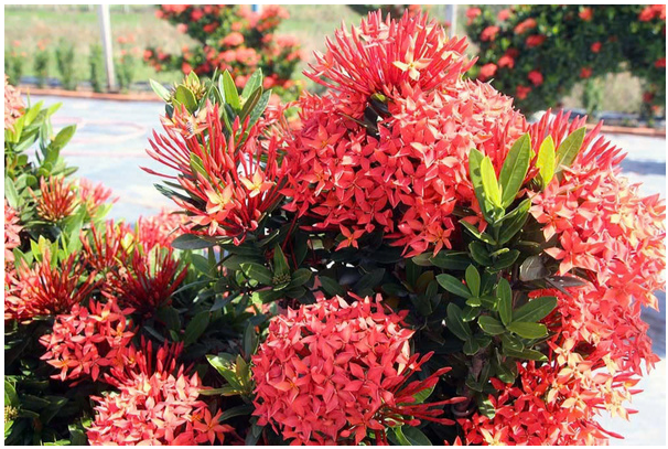 Chọn Cây Trồng trên Mộ: Thể Hiện Lòng Thành Kính và Vẹn Toàn Phong Thủy 17 Screenshot 2025 07 15 153311